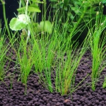 植栽から1日目　ヘアーグラスショート